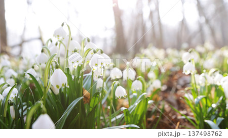 Spring flowers in the shining sunlight, Leucojum vernum, called spring snowflake 137498762