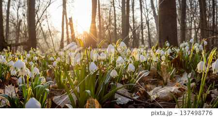 Spring flowers in the shining sunlight, Leucojum vernum, called spring snowflake Spring flowers in the shining sunlight, Leucojum vernum, called spring snowflake 137498776