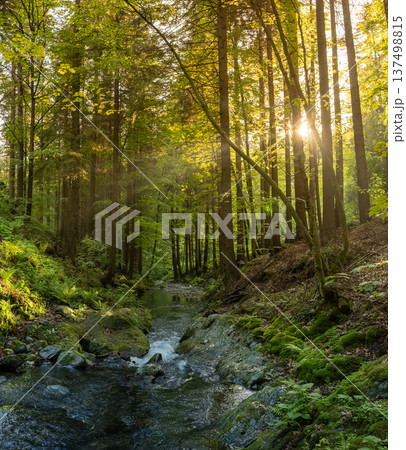 Beautiful Sunrise In Sunny Spring Forest with Stream . Sunlight Sunbeams Through Woods In Forest Landscape. Panorama Panoramic View Beautiful Sunrise In Sunny Spring Forest with Stream . Sunlight Sunbeams Through Woods In Forest Landscape. Panorama Panoramic View 137498815
