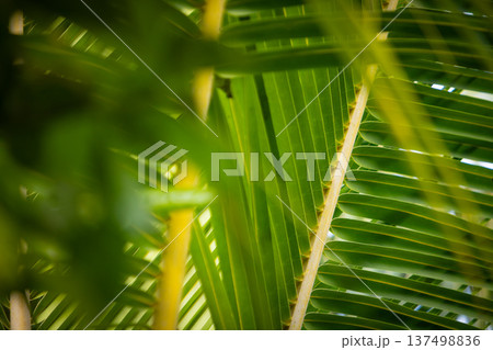 Nature background with green tropical palm leaves . Summer abstract background 137498836