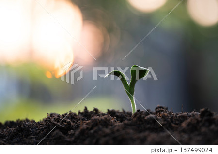 pumpkin sprout seeding, organic home gardening pumpkin sprout seeding, organic home gardening 137499024