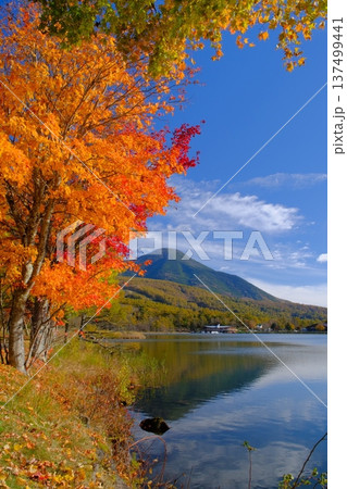 女神湖の紅葉と蓼科山 137499441