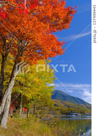 女神湖の紅葉と蓼科山 137499445