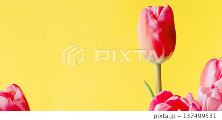 Fresh tulip flowers on a yellow background. 137499531