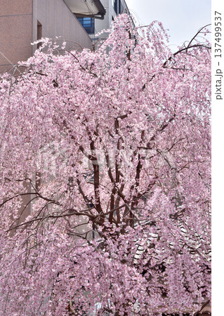 頂法寺の枝垂れ桜 137499537