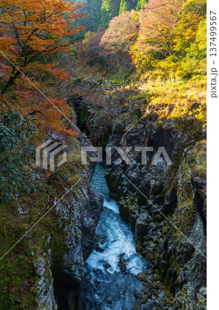 秋の宮崎県高千穂町　紅葉の高千穂峡 137499567