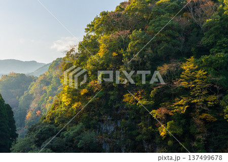 秋の宮崎県高千穂町　紅葉の高千穂峡 137499678