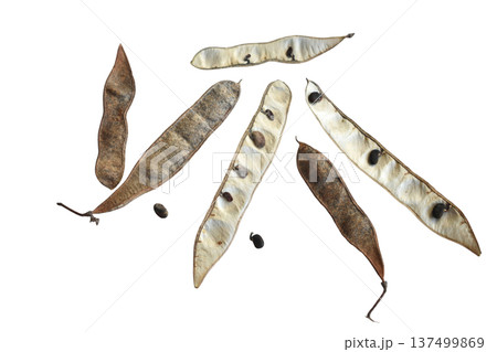 A flat, oblong-linear pod containing the seeds of white acacia. 137499869