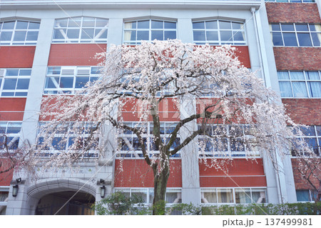 平安女学院大学の桜 平安女学院大学の桜 137499981