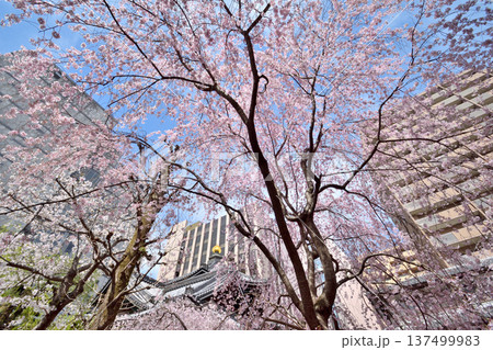 頂法寺の枝垂れ桜 137499983
