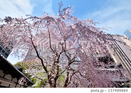 頂法寺の枝垂れ桜 頂法寺の枝垂れ桜 137499984