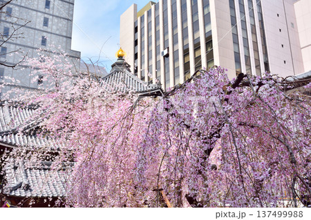 頂法寺の枝垂れ桜 137499988