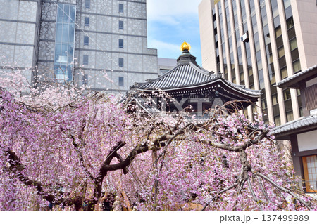 頂法寺の枝垂れ桜 頂法寺の枝垂れ桜 137499989