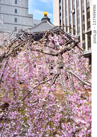 頂法寺の枝垂れ桜 137499990