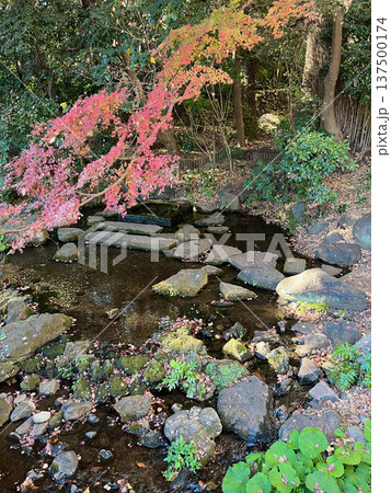 小川と紅葉のある風景 小川と紅葉のある風景 137500174