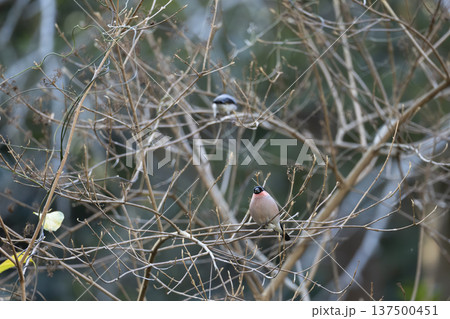 ウソ ウソ 137500451