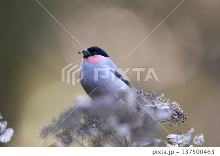 ウソ ウソ 137500463