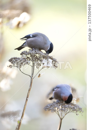 ウソ ウソ 137500469