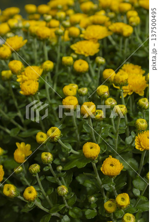 Close-up of a yellow chrysanthemum flower. 137500495