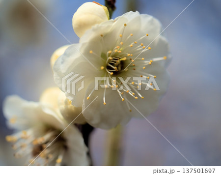 晴れた3月に可愛らしく咲いた白い梅の花「緑蕚（リョクガク）」 137501697