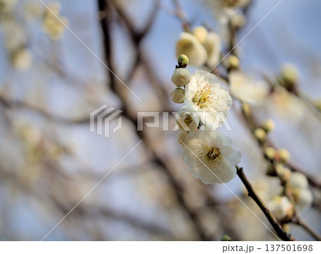 晴れた3月に可愛らしく咲いた白い梅の花「緑蕚（リョクガク）」 137501698