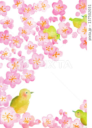 水彩の梅と小鳥の春フレーム 背景イラスト 137502031