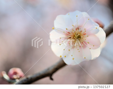 晴れた3月に美しく咲いた淡いピンク色の梅の花「八重旭（ヤエアサヒ）」 137502127