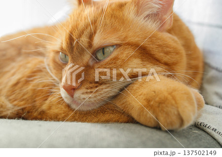 Adult ginger cat lying on the chair at home close up portrait. Adult ginger cat lying on the chair at home close up portrait. 137502149