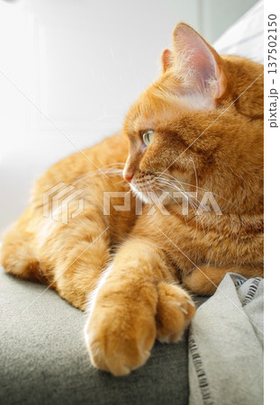 Adult ginger cat on the chair at home in the morning close up. Domestic animals, pets, adoption. Adult ginger cat on the chair at home in the morning close up. Domestic animals, pets, adoption. 137502150