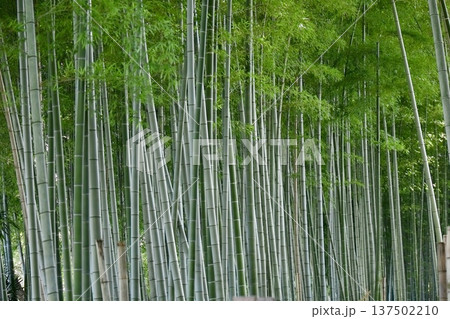 笹が若く鮮やかな竹林の青竹 笹が若く鮮やかな竹林の青竹 137502210