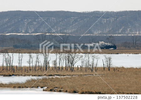 シラルトロ湖畔を駆けるSL冬の湿原号　釧網本線　SL列車　蒸気機関車　C11 171 137502228