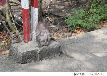 柱にもたれる猿 柱にもたれる猿 137502315