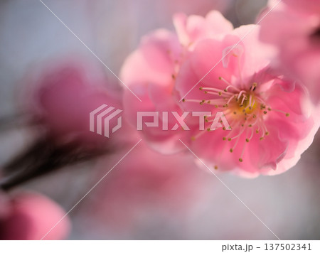 晴れた3月に美しく咲いたピンク色の梅の花「未開紅（ミカイコウ）」 137502341