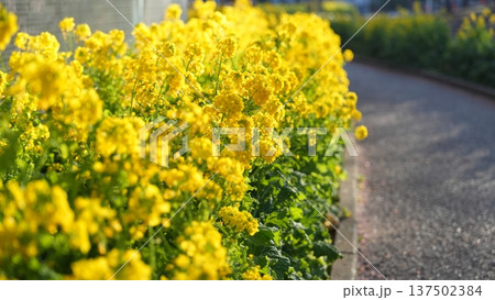菜の花 137502384