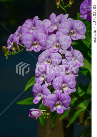 Dendrobium Orchid (Specifically a striped variety often called Burana Stripe Dendrobium Orchid (Specifically a striped variety often called Burana Stripe 137502388
