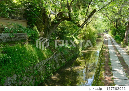 新緑に包まれた静かな散策路 水辺に寄り添う哲学の道 新緑に包まれた静かな散策路 水辺に寄り添う哲学の道 137502921