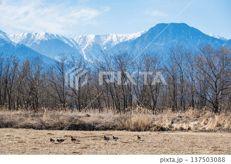 冬の御宝田遊水池からの有明山と鴨 137503088