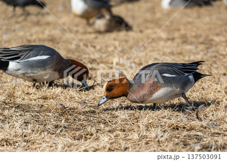 枯れた草を食べるヒドリガモ 枯れた草を食べるヒドリガモ 137503091