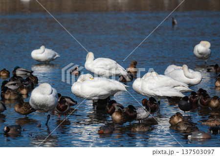 コハクチョウと鴨 137503097