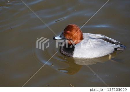 ホンハジロ 137503099