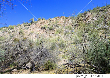 Salt River Recreation Area Arizona 137503190