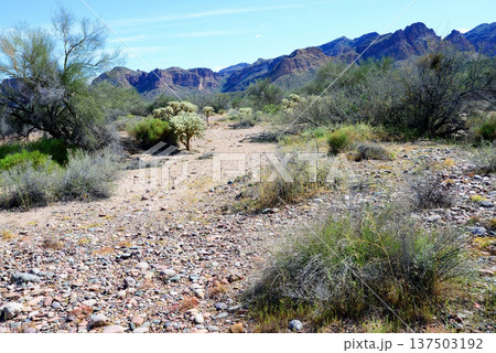 Salt River Recreation Area Arizona Salt River Recreation Area Arizona 137503192