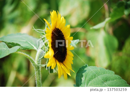 ひまわり畑 ひまわり畑 137503259