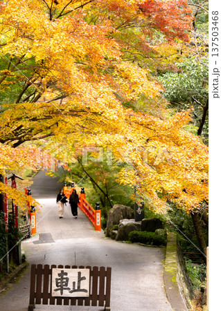京都　東山　新那智山　今熊野観音寺（西国三十三所巡礼十五番）　参道の紅葉と鳥居橋 137503468