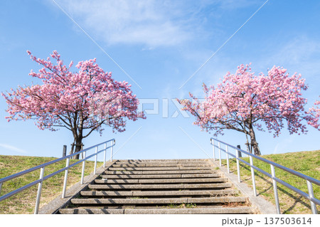 【河津桜】市川南の江戸川土手の河津桜並木 【河津桜】市川南の江戸川土手の河津桜並木 137503614