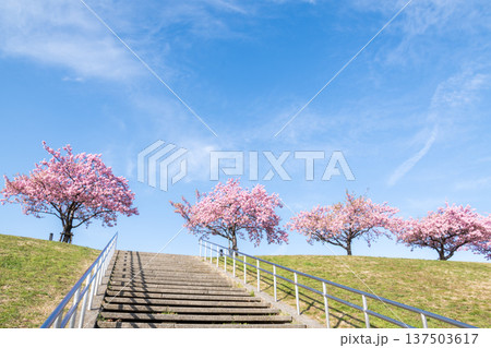 【河津桜】市川南の江戸川土手の河津桜並木 【河津桜】市川南の江戸川土手の河津桜並木 137503617