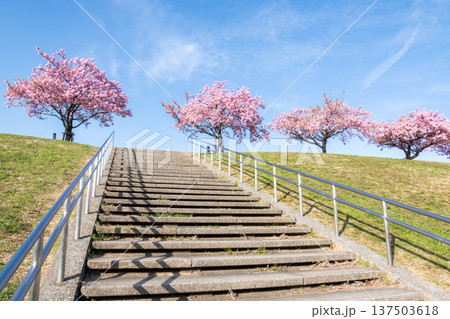 【河津桜】市川南の江戸川土手の河津桜並木 137503618