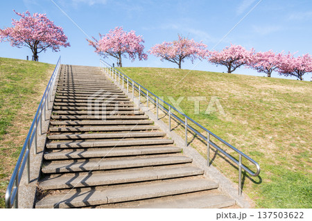 【河津桜】市川南の江戸川土手の河津桜並木 137503622