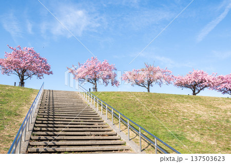 【河津桜】市川南の江戸川土手の河津桜並木 【河津桜】市川南の江戸川土手の河津桜並木 137503623