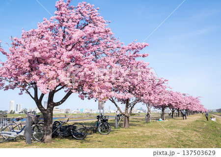 【河津桜】市川南の江戸川土手の河津桜並木 137503629